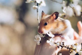 Chinese hamster