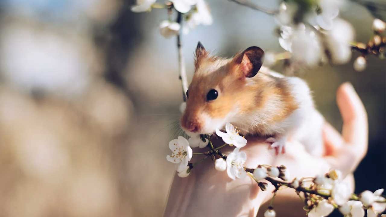 Chinese hamster