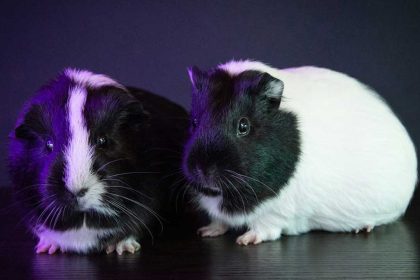 Guinea pigs, their care and needs