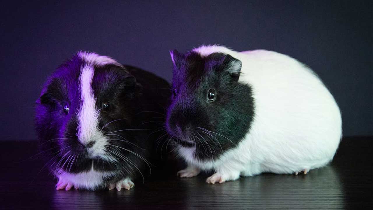 Guinea pigs, their care and needs